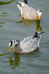 斑头雁在水面上游水觅食特写