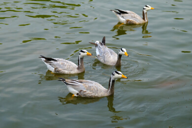 斑头雁在水面上游水觅食特写