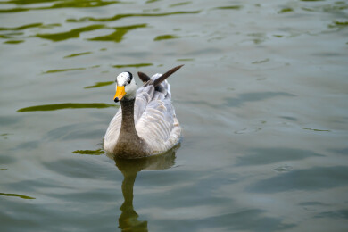 斑头雁在水面上游水觅食特写