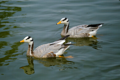 斑头雁在水面上游水觅食特写