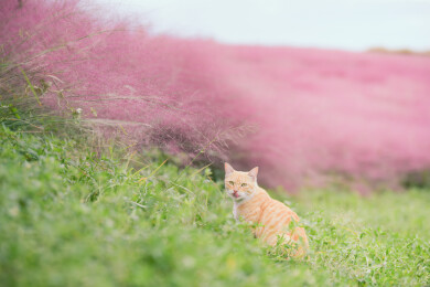 一只在粉黛乱子草花丛中的猫