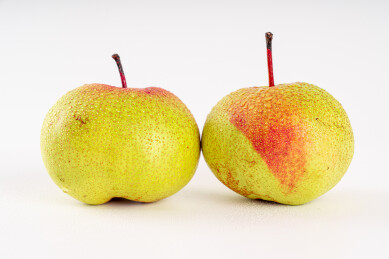 新鲜的延边苹果梨