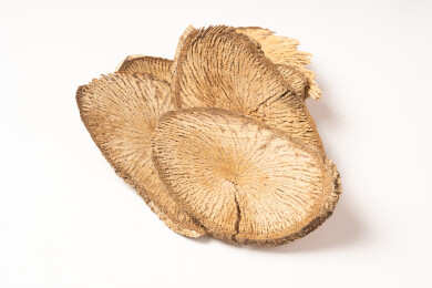 中药材木防己清风藤