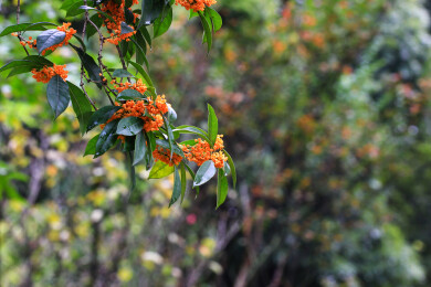 丹桂花枝背景实拍素材