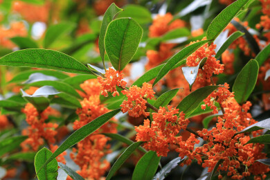 丹桂花枝背景实拍素材