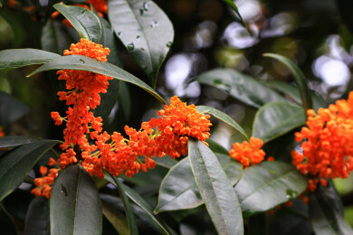 丹桂花枝背景实拍素材