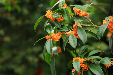 丹桂花枝背景实拍素材