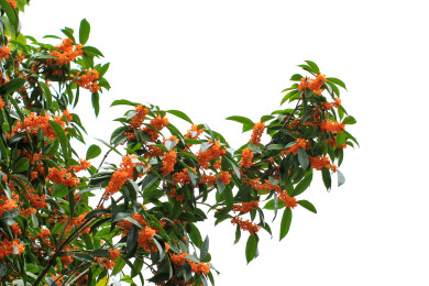 丹桂花枝背景实拍素材