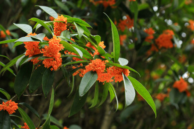 丹桂花枝背景实拍素材