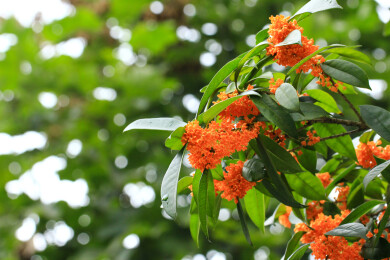 丹桂花枝背景实拍素材