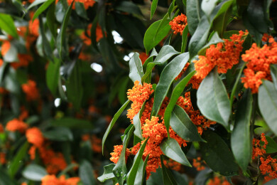 丹桂花枝背景实拍素材