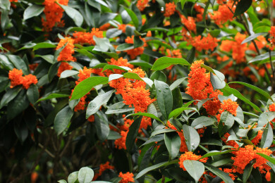 丹桂花枝背景实拍素材