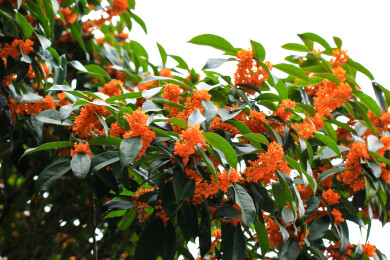 丹桂花枝背景实拍素材