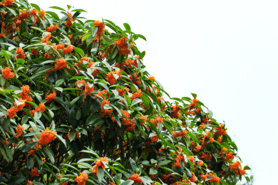 丹桂花枝背景实拍素材