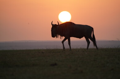 非洲肯尼亚落日下的角马