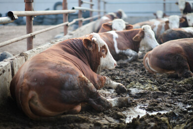 牛场里养殖的肉牛