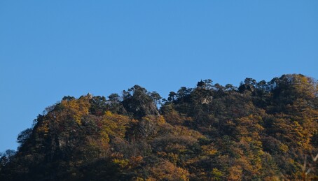 枫叶漫山