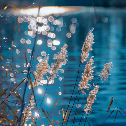岸边的芦苇和湖面的水光
