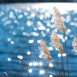 岸边的芦苇和湖面的水光