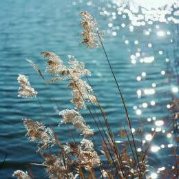 岸边的芦苇和湖面的水光
