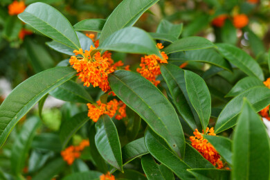 盛开的丹桂花丛特写
