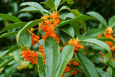 盛开的丹桂花丛特写