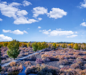 俯瞰甘肃酒泉金塔沙漠胡杨林