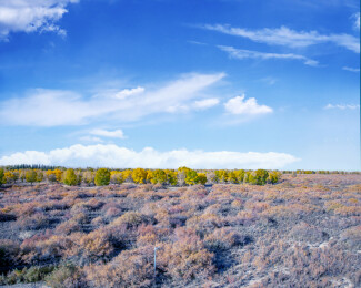 俯瞰甘肃酒泉金塔沙漠胡杨林
