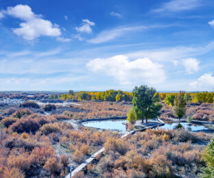 俯瞰甘肃酒泉金塔沙漠胡杨林