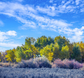 甘肃酒泉金塔沙漠胡杨林