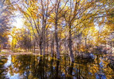 甘肃酒泉金塔沙漠胡杨林
