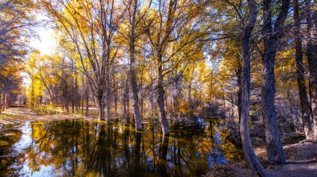 甘肃酒泉金塔沙漠胡杨林