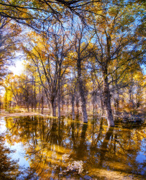 甘肃酒泉金塔沙漠胡杨林