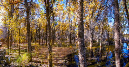 甘肃酒泉金塔沙漠胡杨林