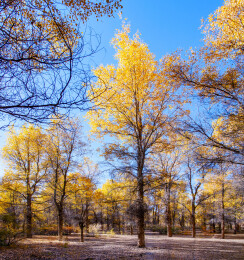 甘肃酒泉金塔沙漠胡杨林