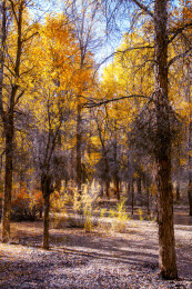 甘肃酒泉金塔沙漠胡杨林