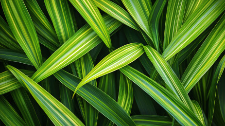 植物叶片的高角度视图