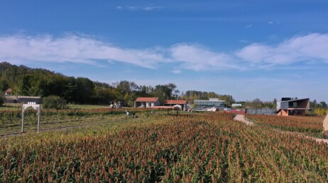 红高粱开镰收割 满眼都是丰收美景