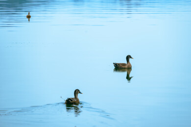 杭州西湖中的水鸭子特写