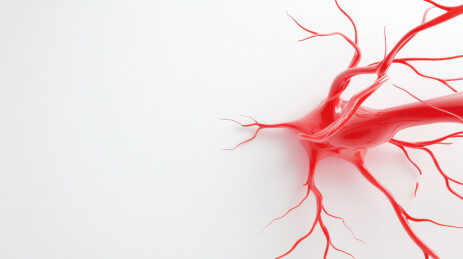 红色树状分支血管结构