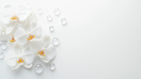 白色兰花花卉插画