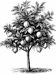 茂盛的柠檬树黑白图