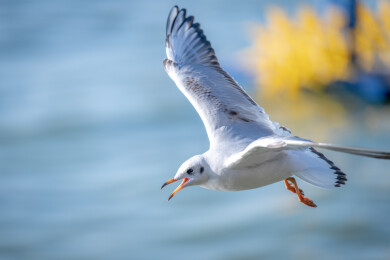 云南昆明的红嘴鸥嬉戏进食