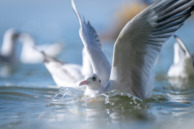 云南昆明的红嘴鸥嬉戏进食