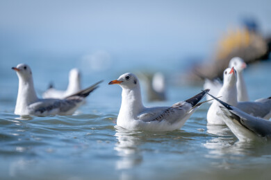 云南昆明的红嘴鸥嬉戏进食