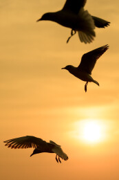 云南昆明夕阳下的红嘴鸥