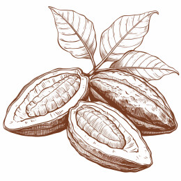 可可豆荚线条素描版画