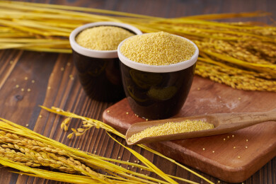 金黄色的谷物小米