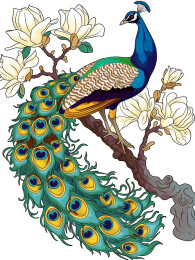 华丽孔雀与玉兰花