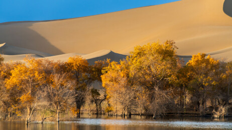 中国新疆巴州尉犁葫芦岛胡杨林风光